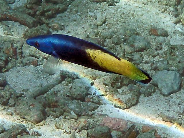 Cleaner Bicolor Wrasse