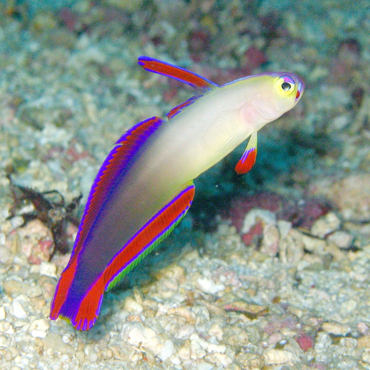 Firefish Purple Goby