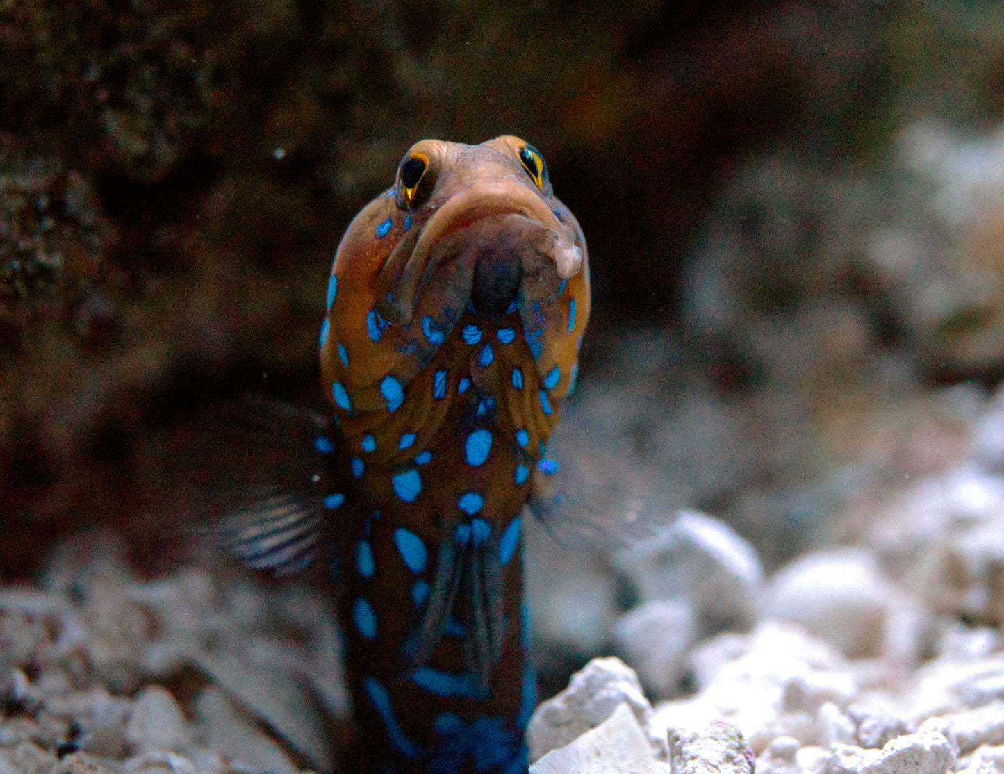 Blue Dot Jawfish Goby