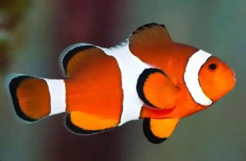 Live 6/4/26 Ocellaris Clownfish