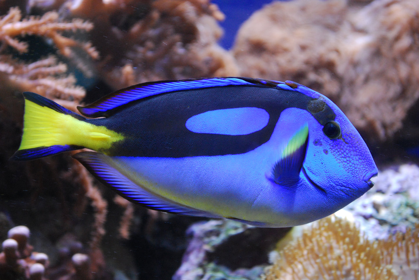 Blue Hippo Tang :: Melanesia