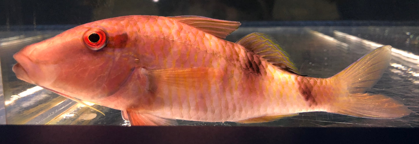Crimson Manybar Goatfish MAC Certified