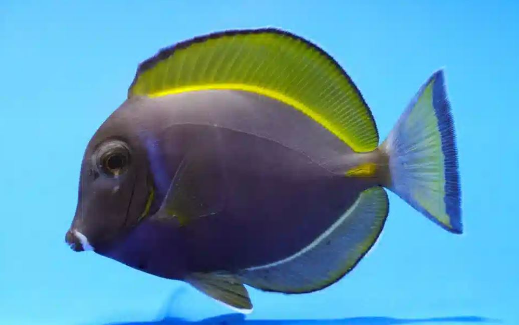 Hybrid Powder Blue X Gold Rim Tang