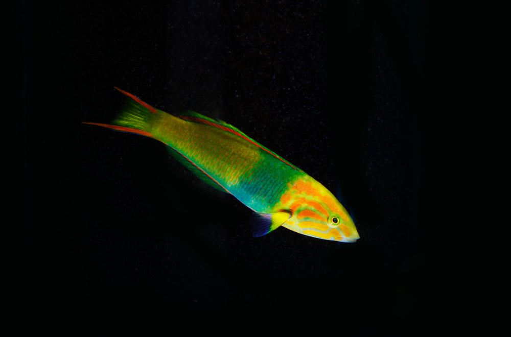 Banana Wrasse