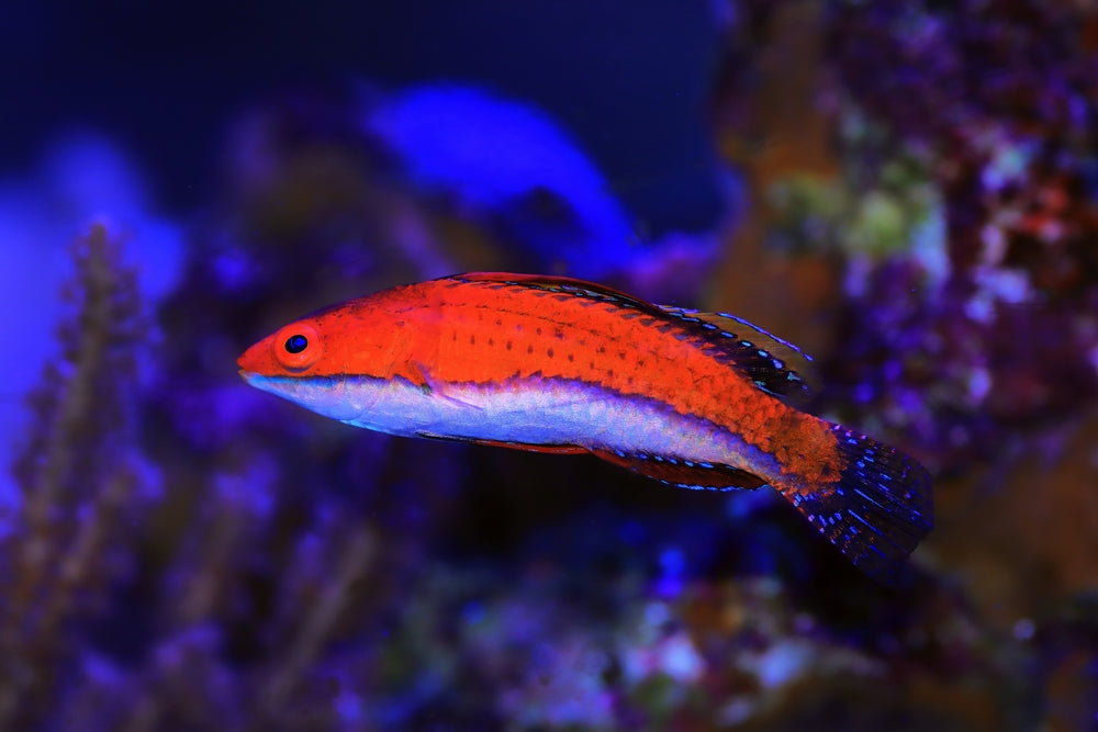 Live 9/11/25 Redfin Fairy Wrasse