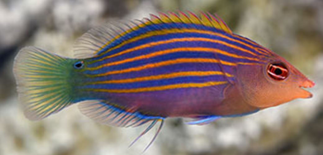 Live 6/4/26 Six Line Wrasse