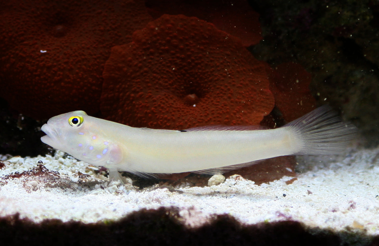 Live 12/5/25 Sleeper Blue Dot Goby