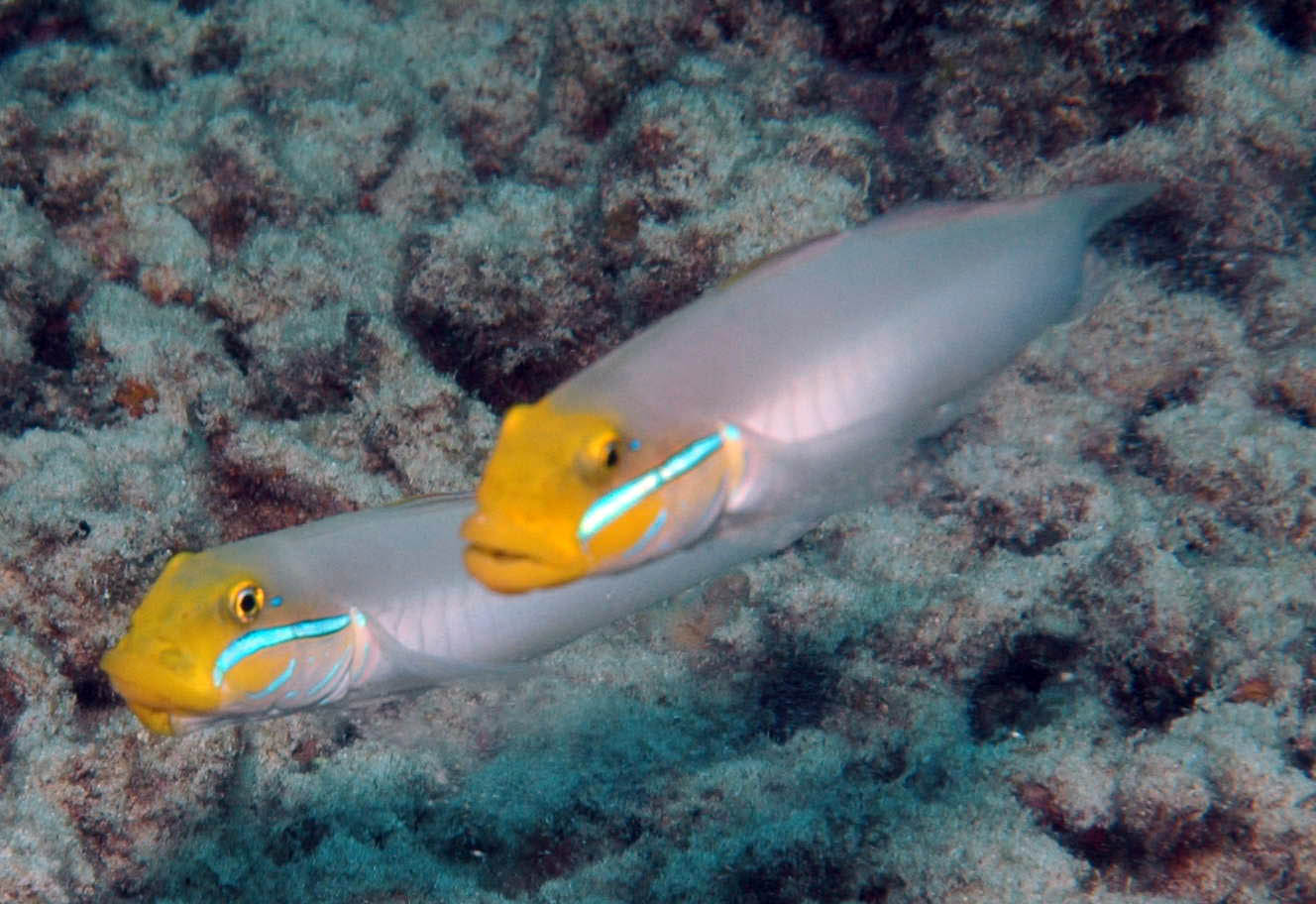 Sleeper Golden Head Goby MAC Certified