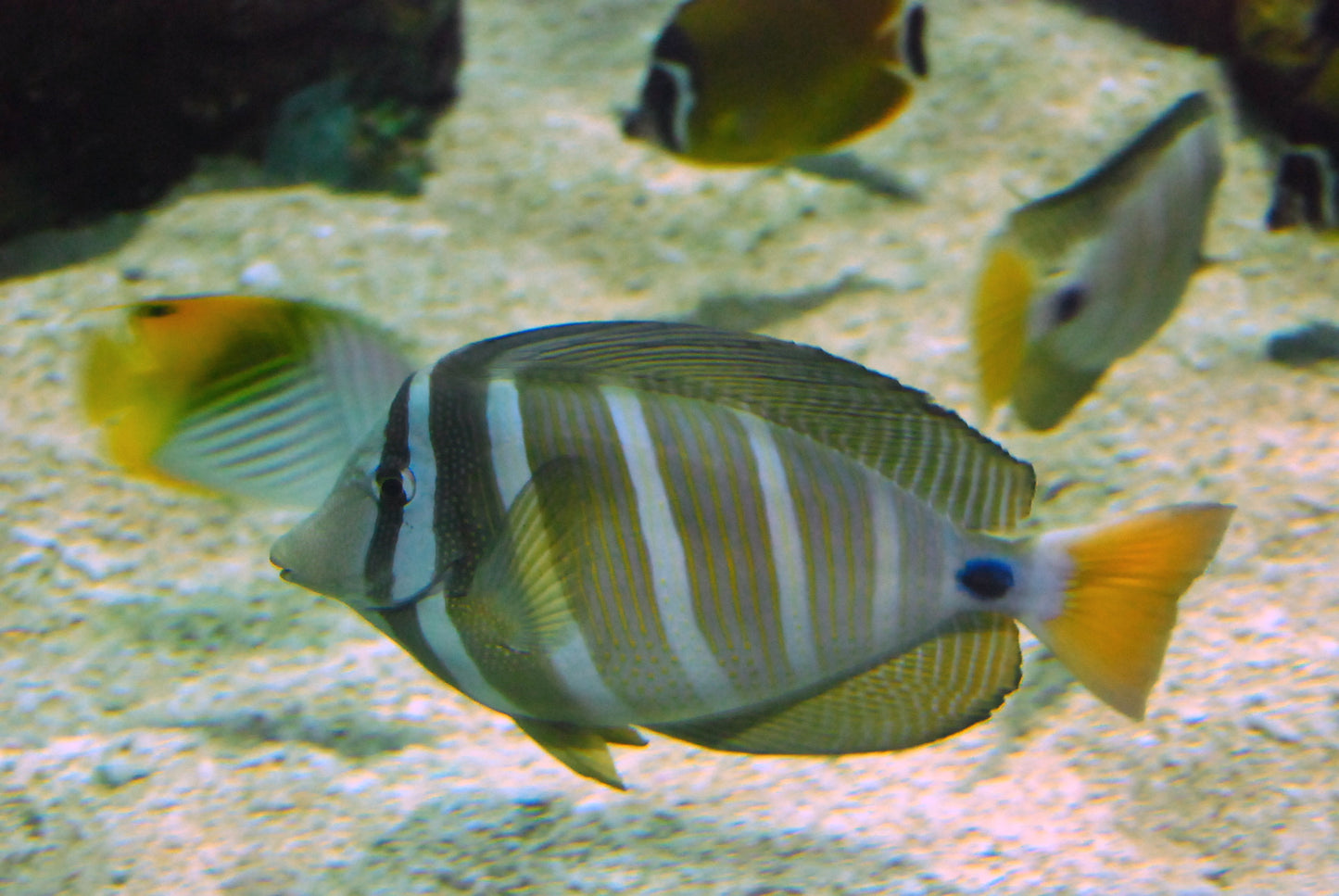 Sailfin Tang :: Central Pacific