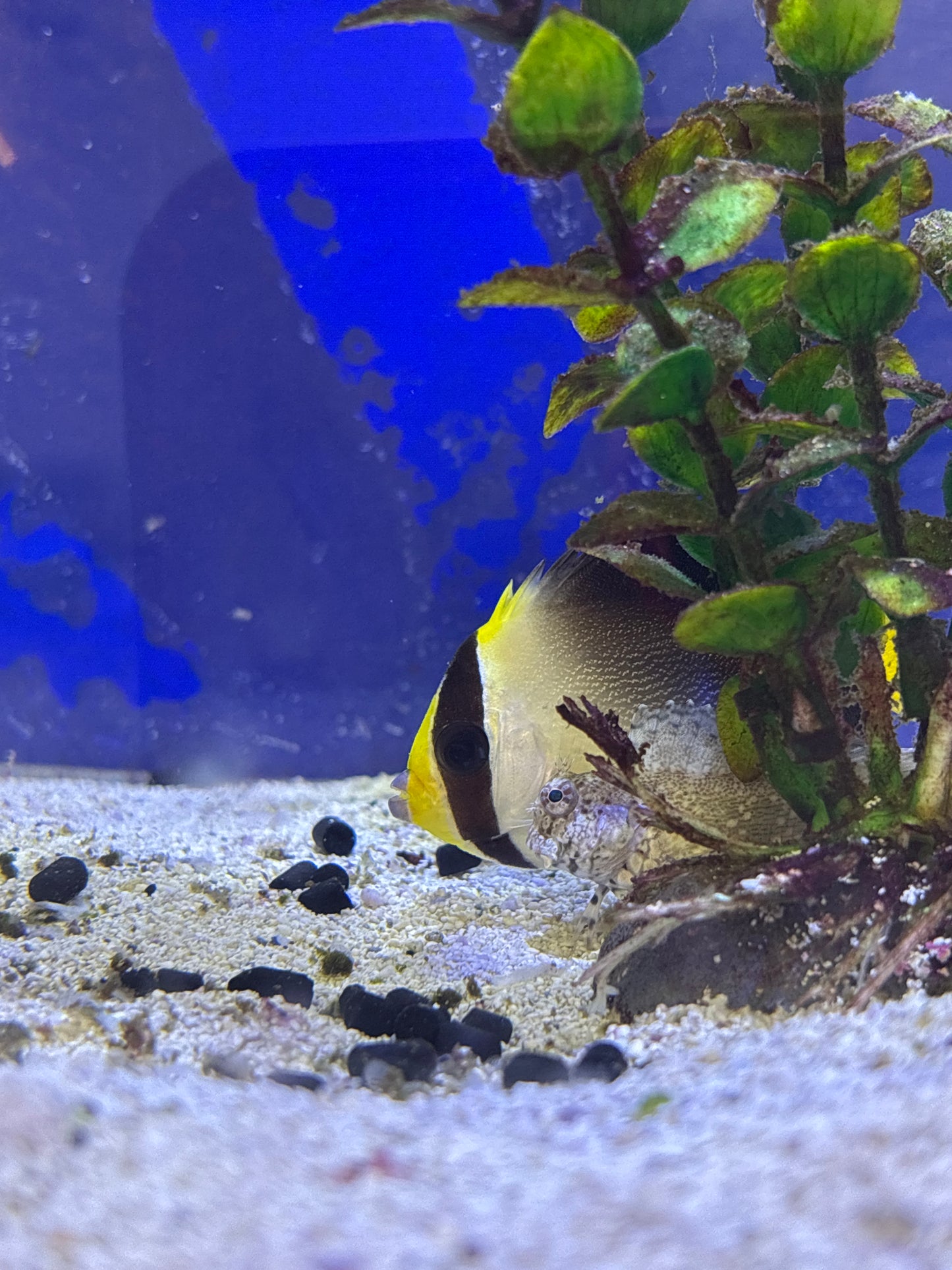 *Singapore Angelfish