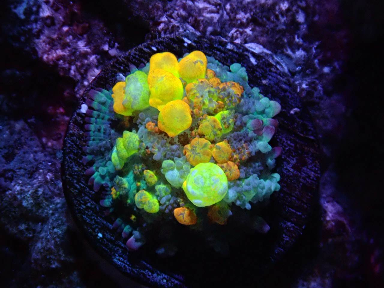 Coral's Coral | Bubble Bath Coral Dip, Reef Care Guides and Live Coral
