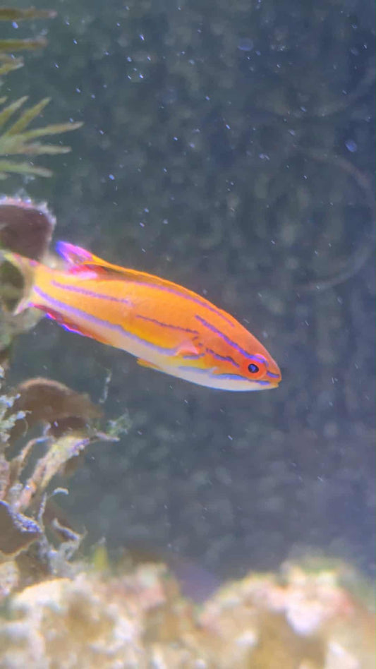 Super McCosker's Flasher Wrasse