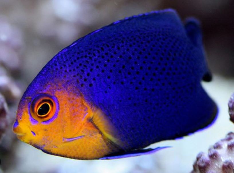 Orangeback Pygmy Angel