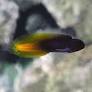 6/25/26 Flametiail Blenny