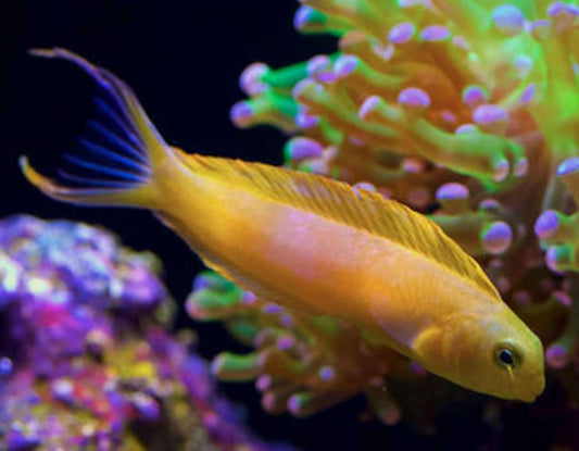 MAC Certified Canary Blenny