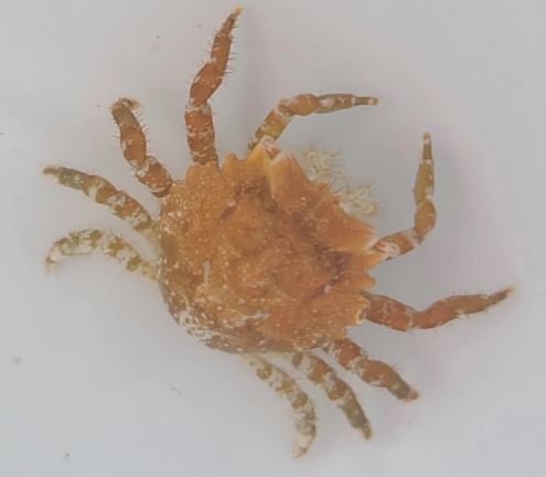 Live 6/18/26 Pithos Crab