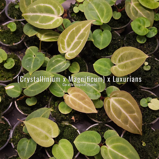 Anthurium Seedling (Crystallinium x Magnificum) x Luxurians