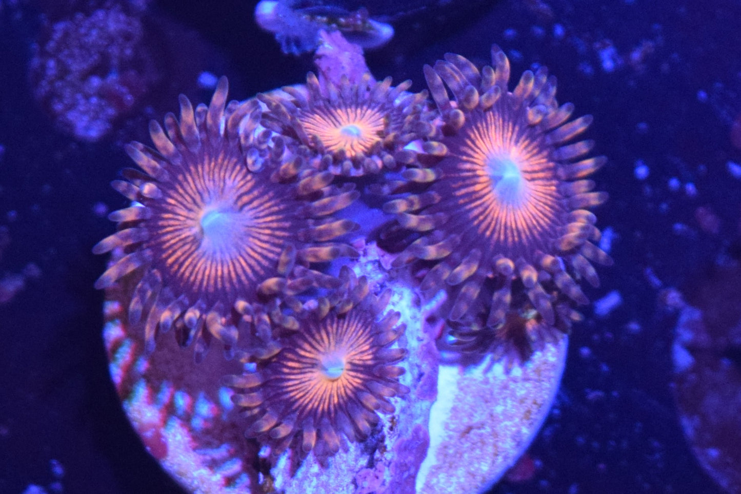 B4 6/3 Pink Flamingo Zoas