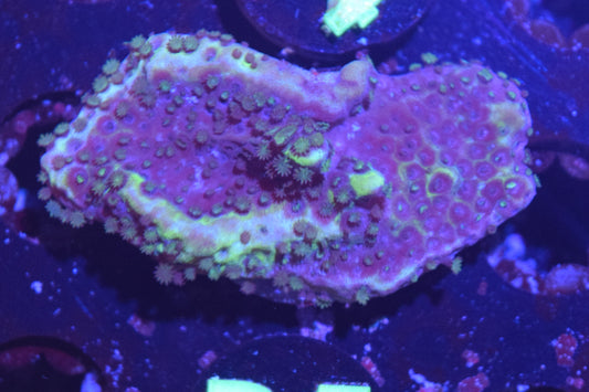 B5 6/3 Spongeodes