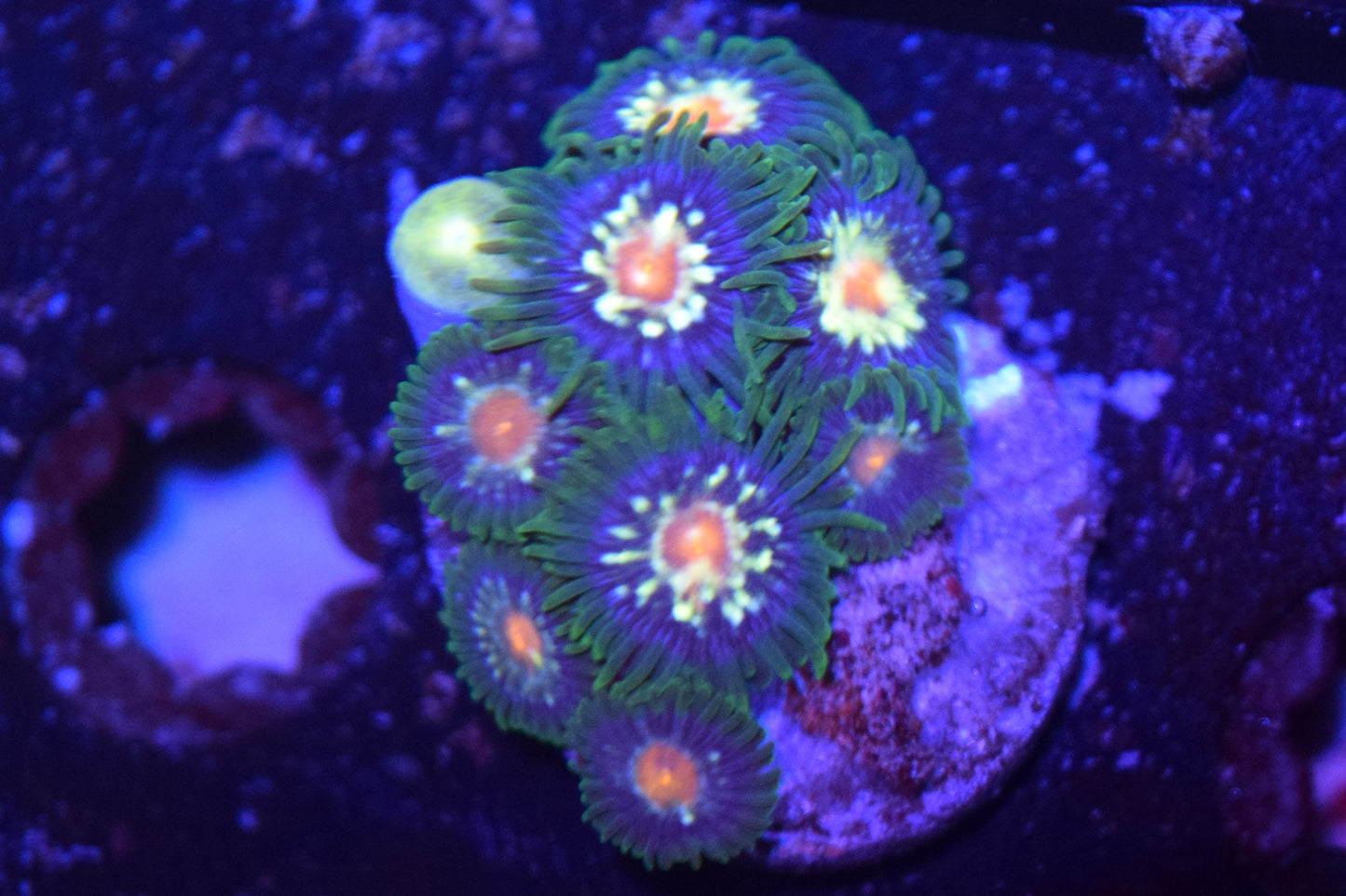 D1 6/3 Daisy Cutter Zoas