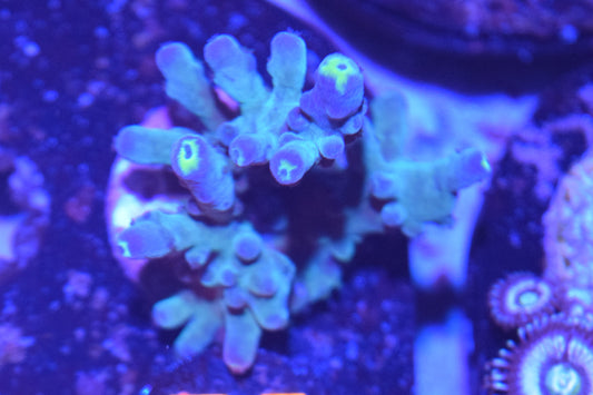 E1 6/3 Poletti Yellow Tip Acro