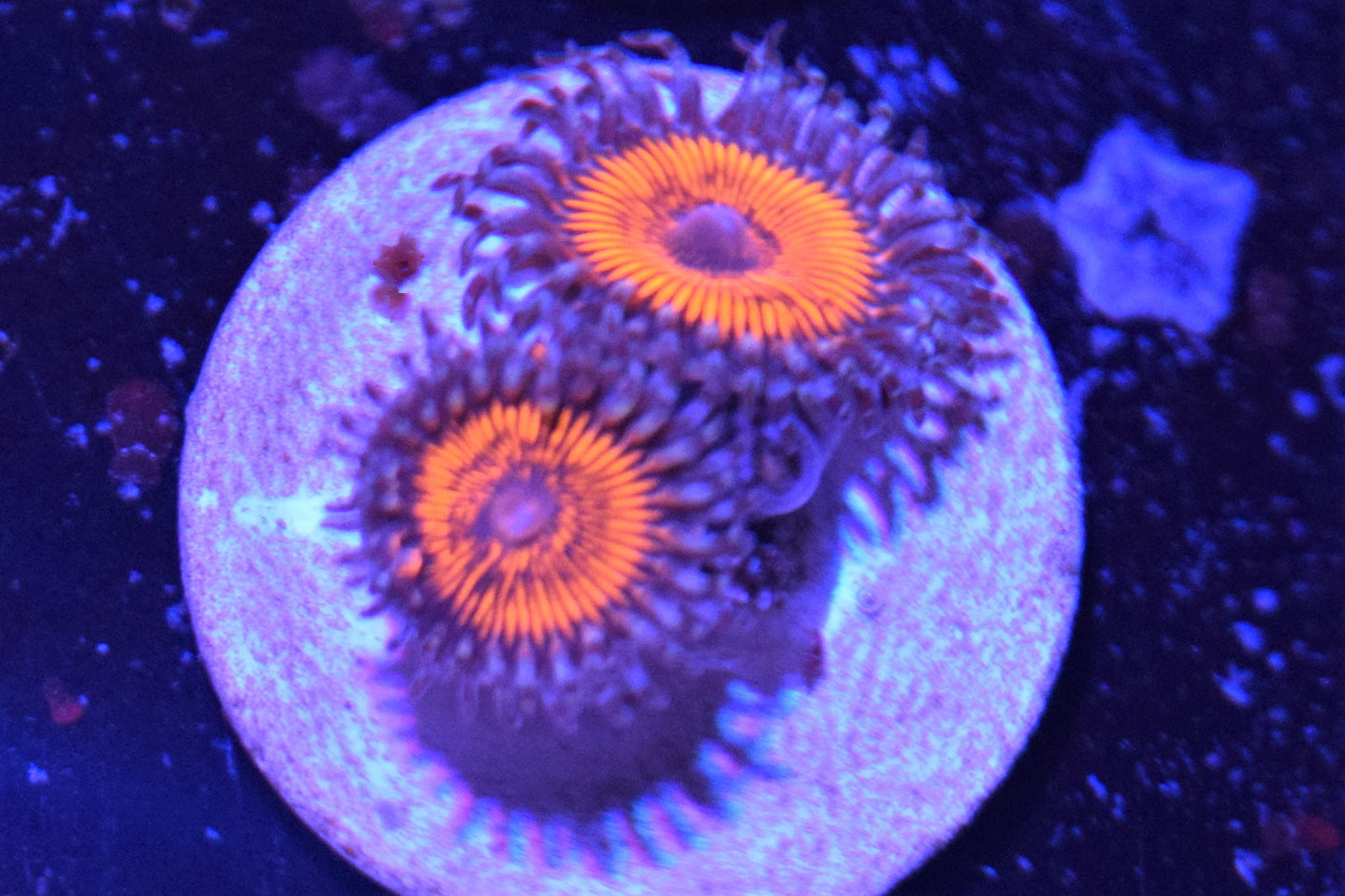 E2 6/3 Armor Of God Zoas