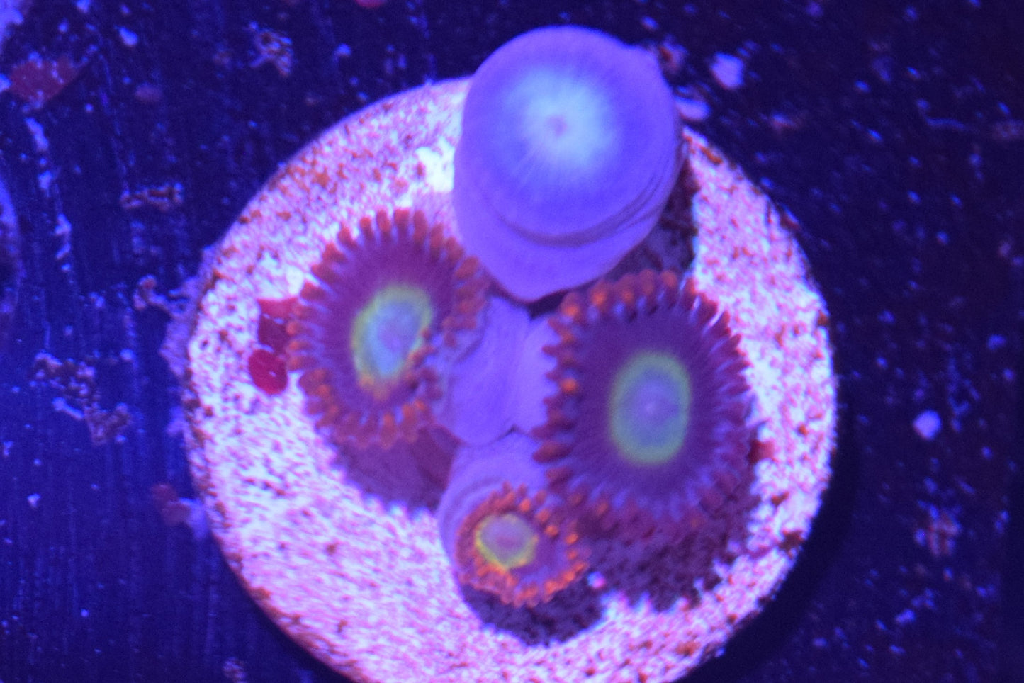 E3 6/3 Circus Zoas