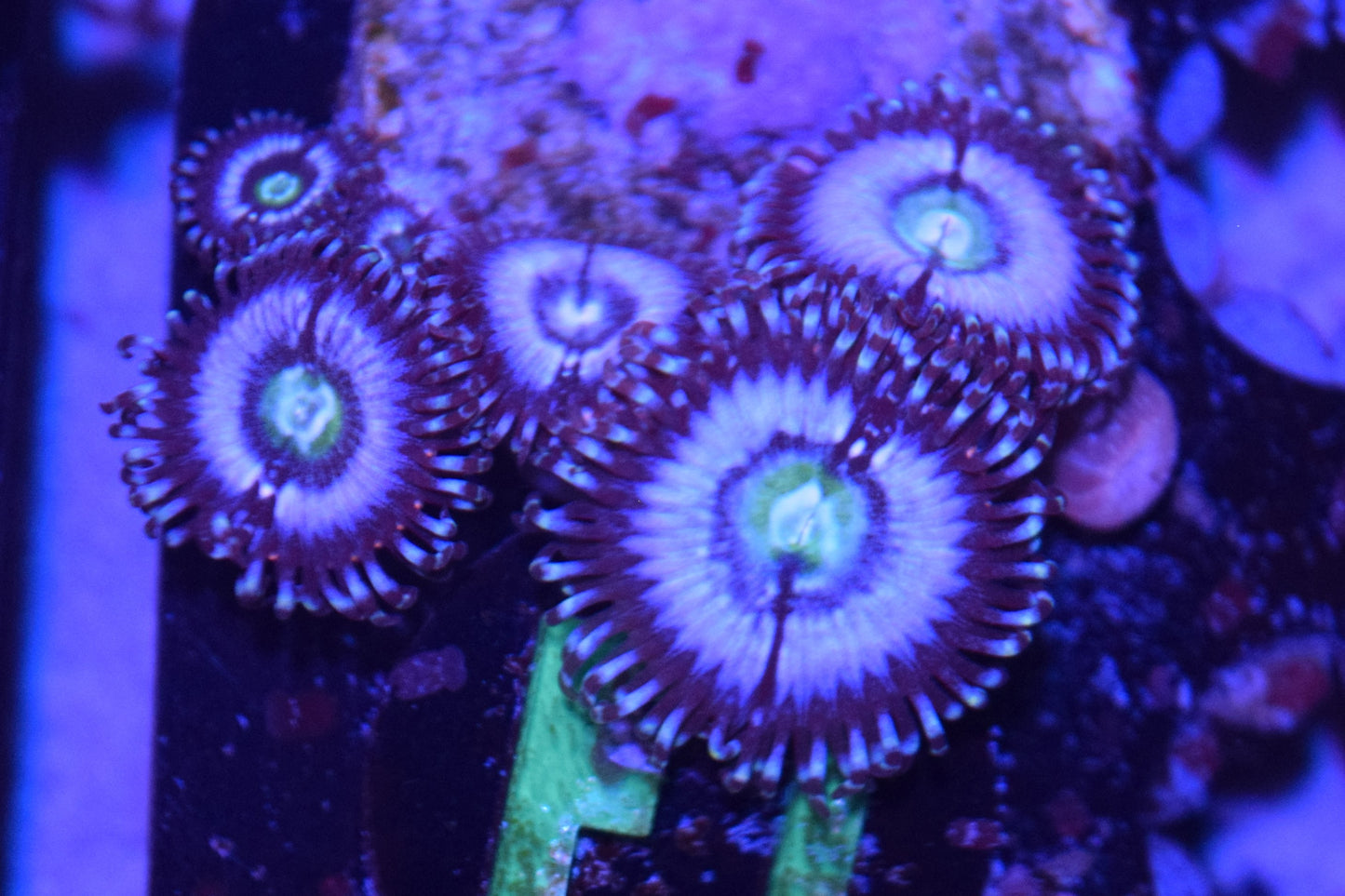 F1 6/3 Super Duper Awesome Zoas