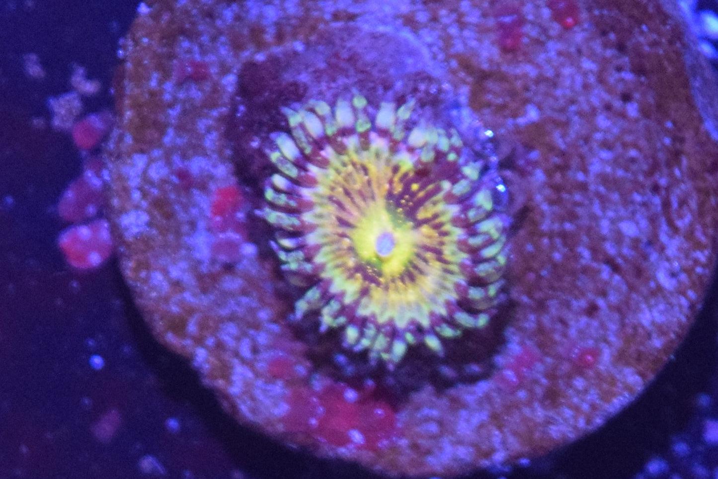 F6 6/3 Grim Reaper Zoa