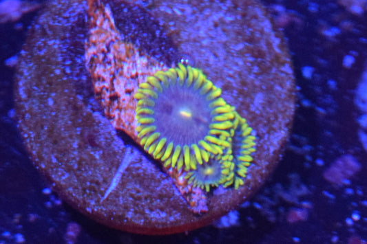 H1 6/3 Umbreon Zoa