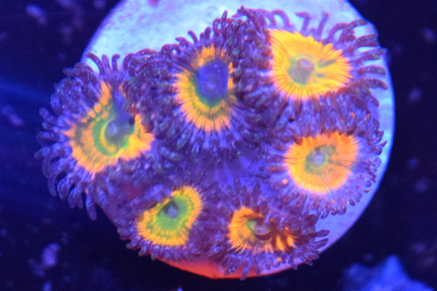 H2 6/3 Sunny D Zoas