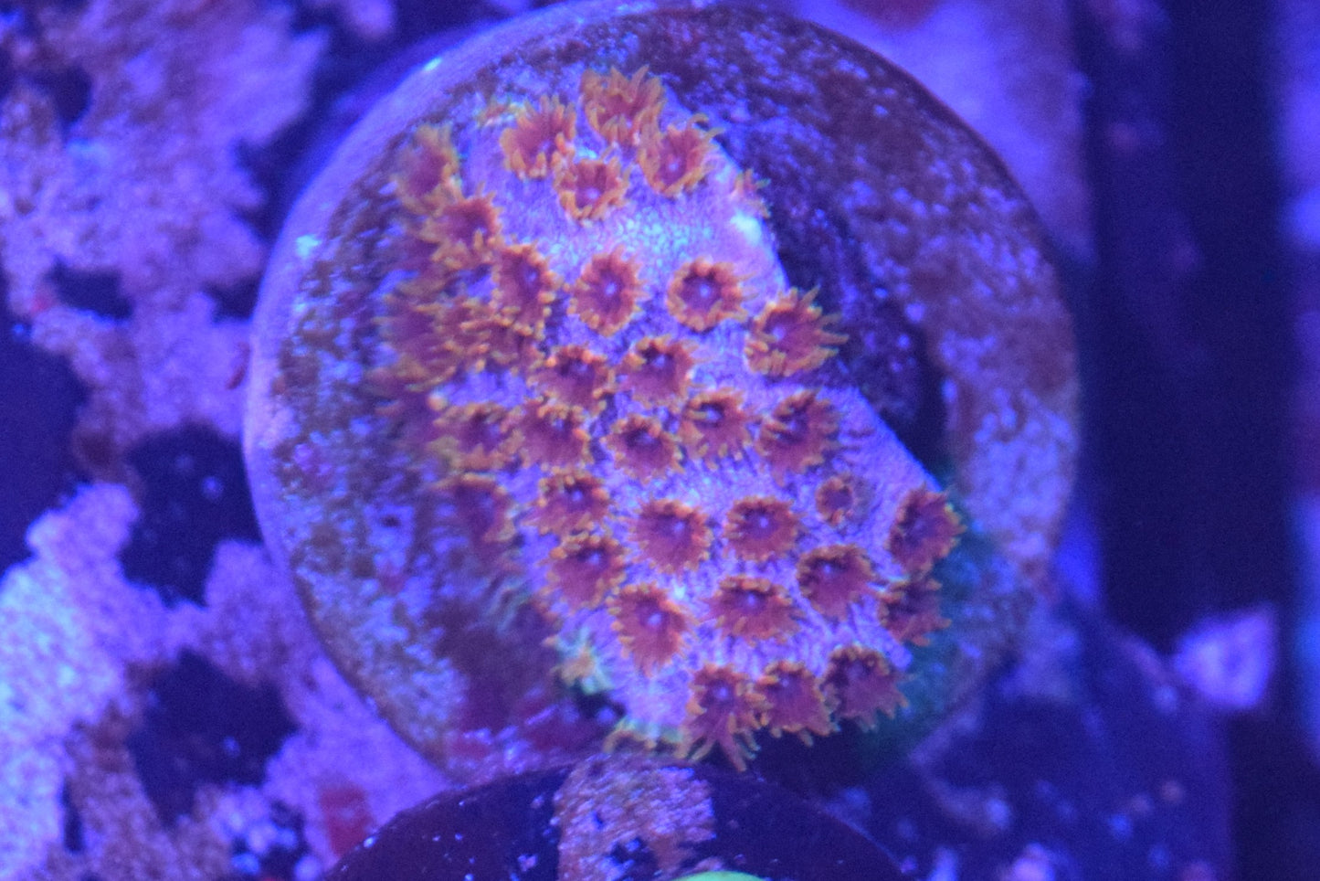 J2 6/3 Skittles Bomb Cyphastrea