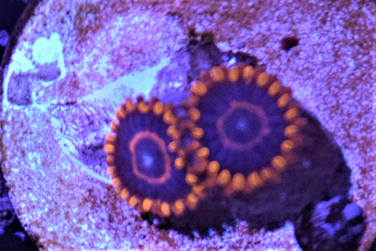 J3 6/3 Red Hornet Zoas