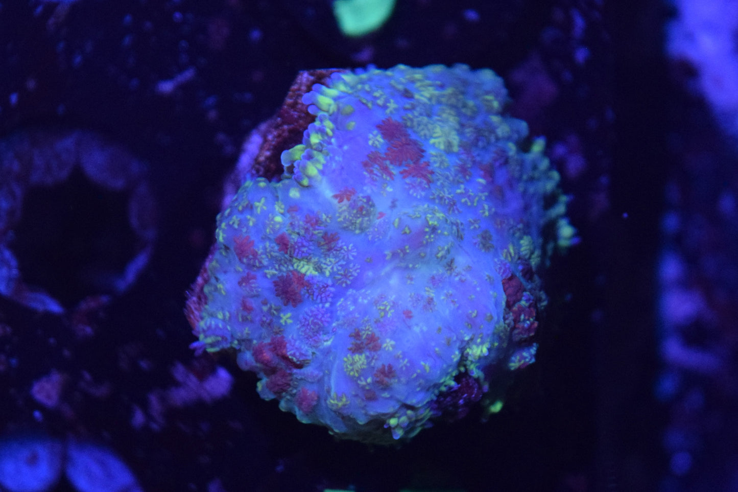 J5 6/3 Speckled Rhodactis