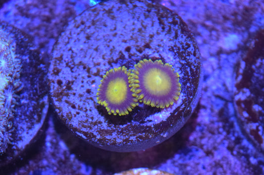 King Midas Zoa Auction 6/7 -ended