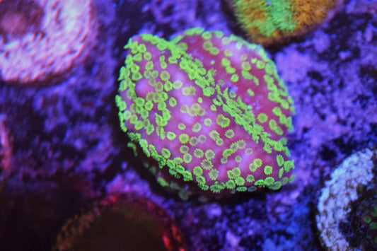 Sunset Montipora Auction 6/7 -ended