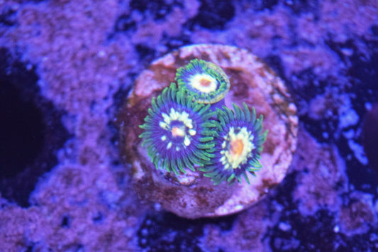 Daisy Cutter Zoa Auction 6/7 -ended