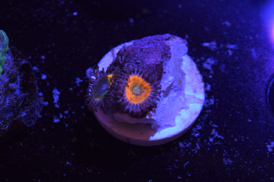 Sunny-D Zoa Auction 6/7 -ended