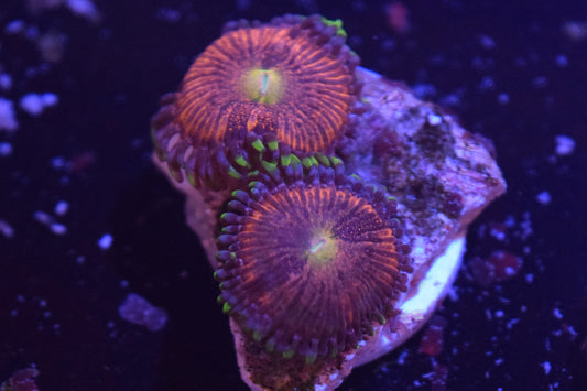 WWC Space Monster Zoa Auction 6/7 -ended