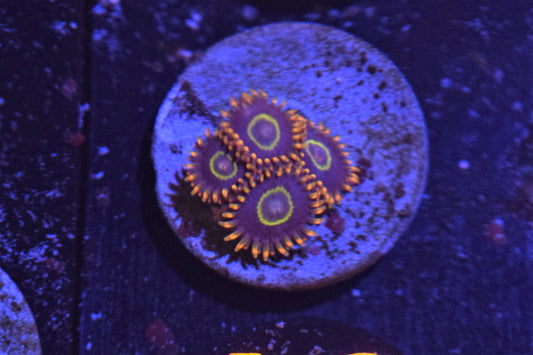 A3 6/17 Rainbow Hornet Zoas