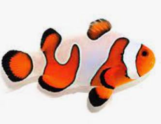 DaVinci Clownfish