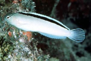 Disco Blenny