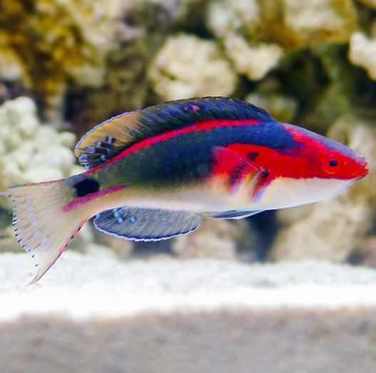 MAC Certified Exquisite Pair Wrasse