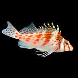 Live 6/25/26 Falco Hawkfish