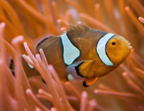 False Percula Ocellaris Clownfish