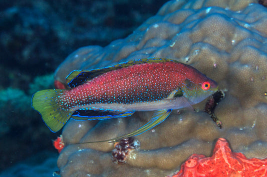 Finespot Fairy Wrasse