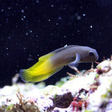 Flametail Blenny