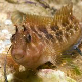 Horned Blenny