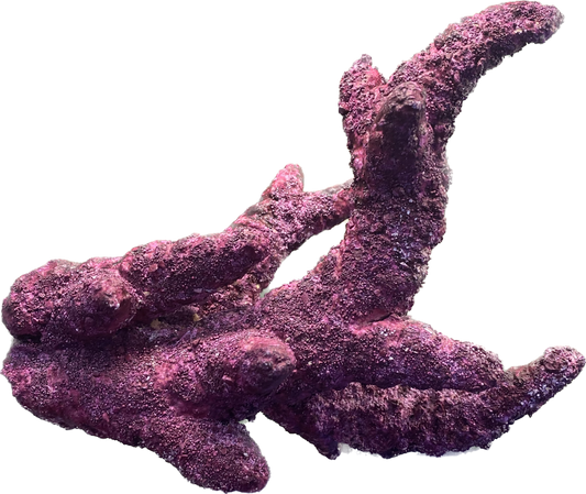 Branches Real Reef