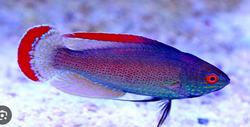 Koi Male Fairy Wrasse